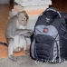 monkey_macaque_balinese_mf_ubud_h_1048_bal4765.jpg